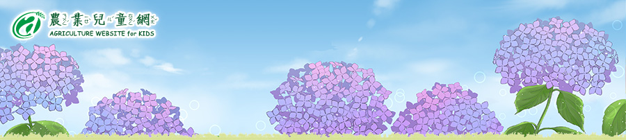 夢幻的藍紫色繡球花