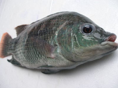 臺灣鯛魚營養高