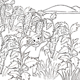 穀類的紅寶石　Mita觀賞紅藜園
