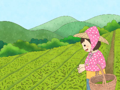 採茶品茗　Mita當一日茶農