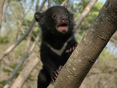 瀕臨絕種的台灣黑熊