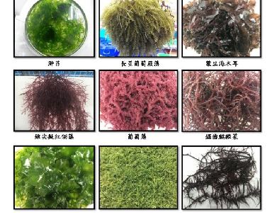 澎湖綠金－藻類傳奇