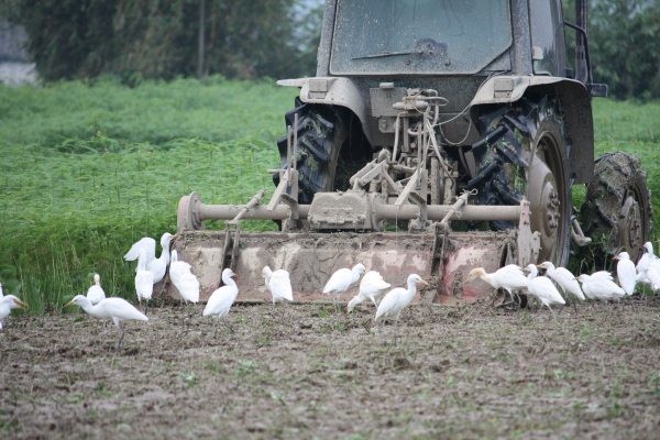 水稻收割時，時常可以看見鳥禽圍繞在耕耘機附近，等著吃穀物昆蟲呢！