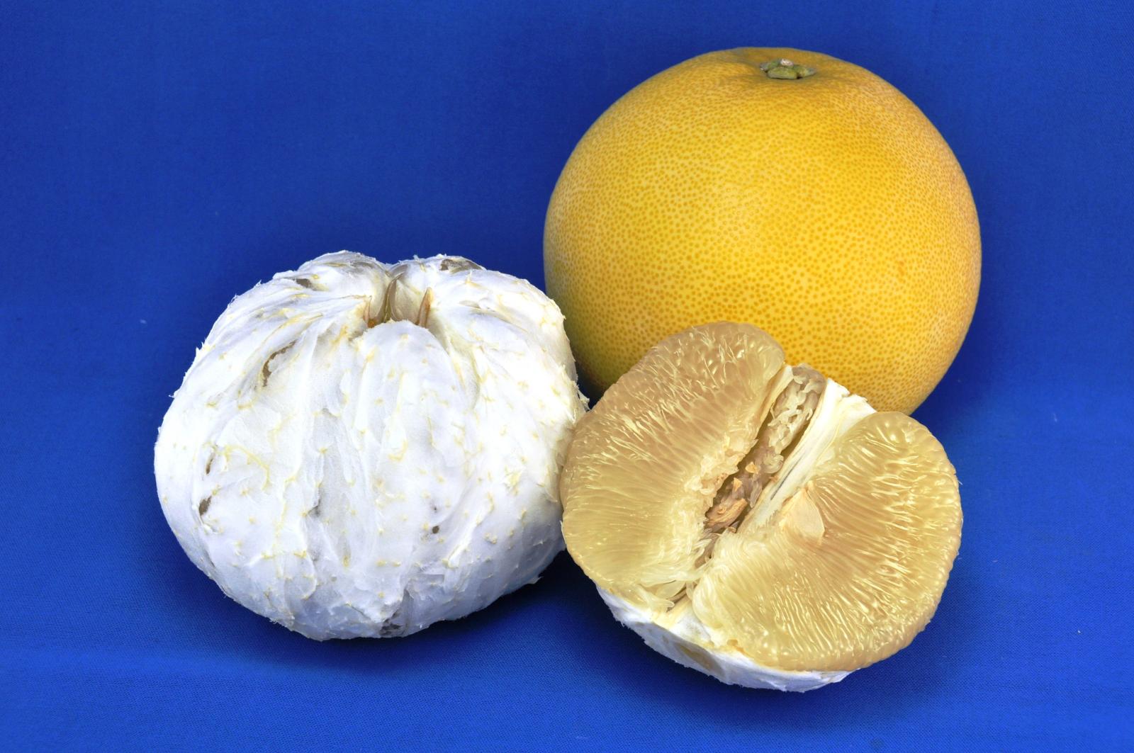 麻豆白柚（Photo / 柑橘主題館）