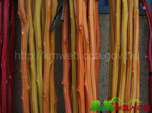 臺灣藜的莖部有不同顏色的溝紋。