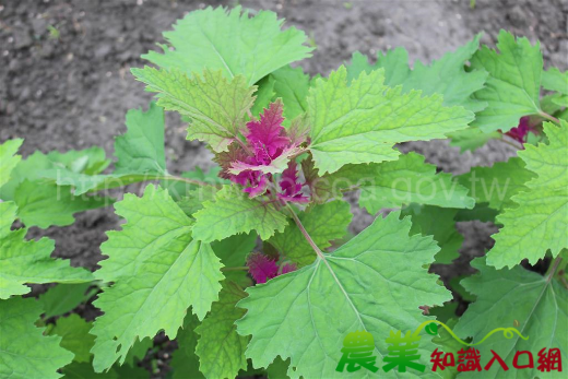 臺灣藜的幼苗葉子會帶一點紫紅色。