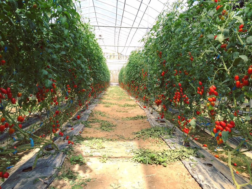 6分地溫室裡種的番茄，在產季時會有遊客來採番茄喔！