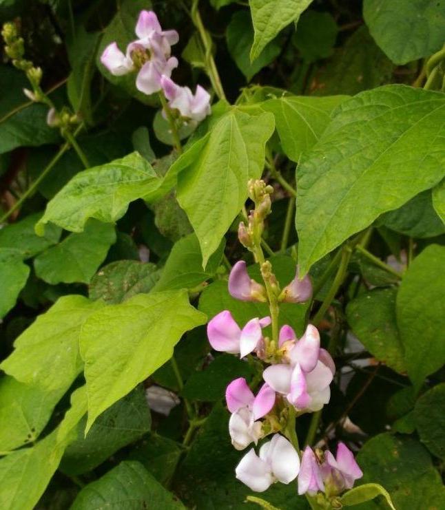 鵲豆的花外型像蝴蝶，有白色和紫色兩種顏色。