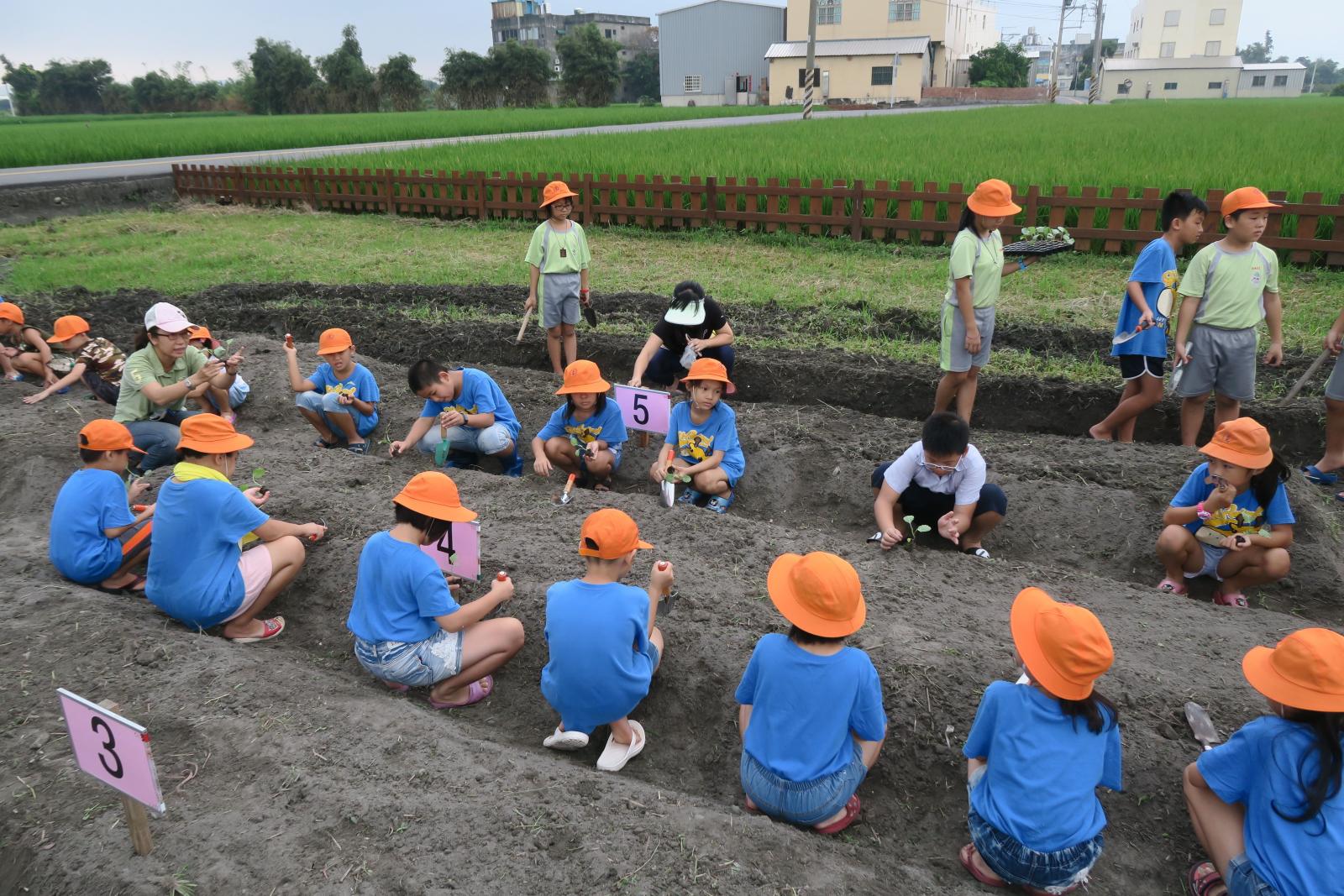 學生們圍著田畦，拿著鏟子準備種下一批新的幼苗。