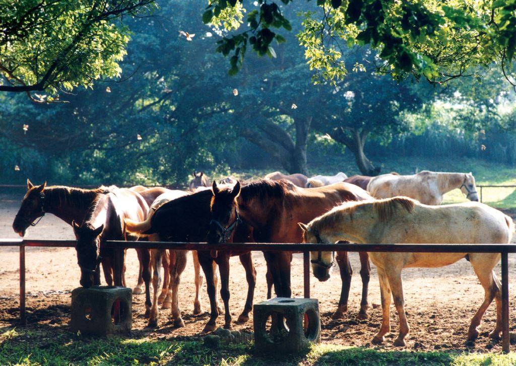 后里馬場深具歷史與文化，這次花博也開放遊客騎馬、餵馬。