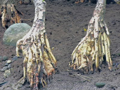 為了適應環境，濕地植物的根和陸地植物的根有很大的不同