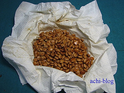 豆莢內的淺咖啡色種子