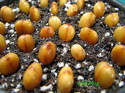 種植時將種子的尖端朝下排列，由外圈向內同心圓慢慢排列整齊，排列間距約為兩粒種子的寬度