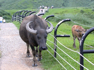 擎天崗大草原上還有悠閒漫步的牛