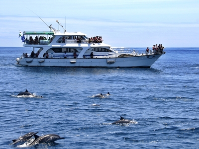 海豚領航員跟著船身前進中