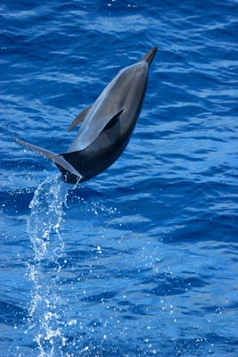用尾鰭在海面上做出旋轉動作，是飛旋海豚的強項