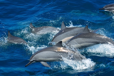 身體顏色分為深、中、淺三層，所以又被暱稱為三明治海豚