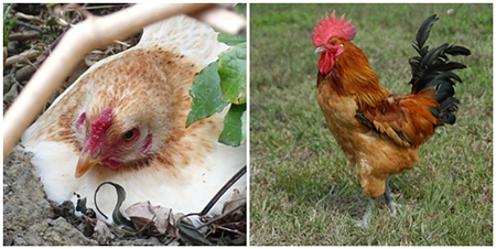 左邊是母雞、右邊是公雞，這樣你會分辨了嗎？！