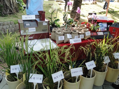 面面俱稻館可以看到不同時期、品種的稻米
