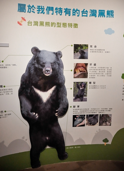 台灣黑熊的型態特徵