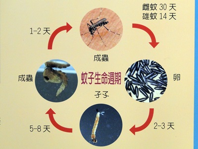 蚊子的生命週期大約14到30天