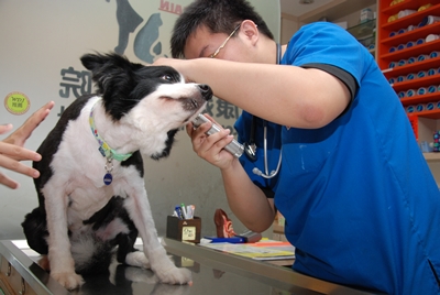 動物醫生幫炭狗施打疫苗
