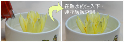 品嚐有機香水蓮花茶，是一場視覺與味覺的饗宴