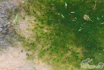 不時常在水梯田中出現的水生植物－輪藻