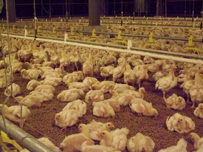 現代專業飼養的雞隻有專門的管理流程