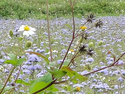 黑黑一根根的小細條就是咸豐草的種子