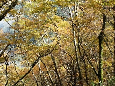 103年11月8日太平山山毛櫸的實況， 變葉75%、綠葉10%、落葉15%