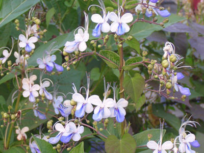 藍紫色的藍蝴蝶花