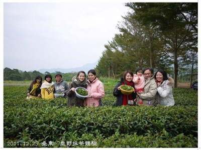 民眾參與林旺製茶廠的採茶體驗