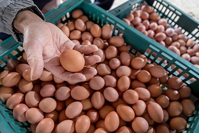 蛋殼也有可能受到禽類糞便的汙染，要先把蛋殼清洗乾淨後後再烹煮