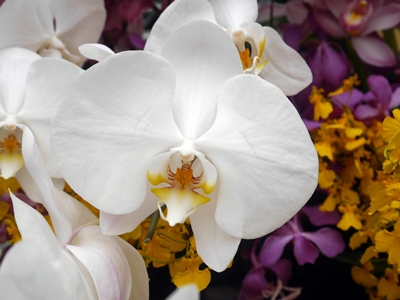 高雅的白色蝴蝶蘭是臺灣原生種，俗稱「臺灣阿嬤」深受許多人的喜愛