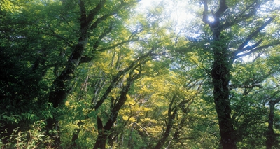 鬱鬱蔥蔥的森林涵養水源、淨化空氣還可以維持生物多樣性