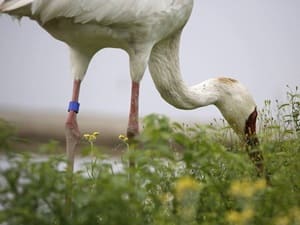 一隻遠從西伯利亞來的小白鶴，因迷航而意外造訪了台灣金山區的清水濕地