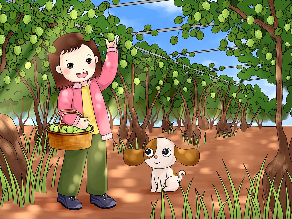 Mita在棗樹園裡採棗子