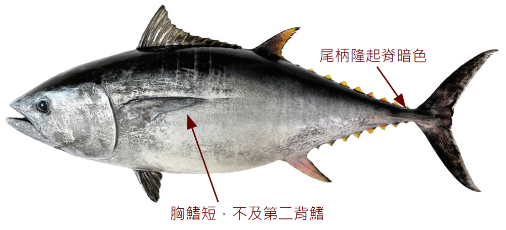 黑鮪魚也是東港三寶之一。 Photo/漁業署