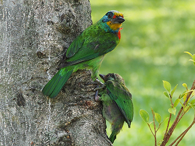 五色鳥是臺灣特有鳥種。Photo/振鐸 李_Pixabay