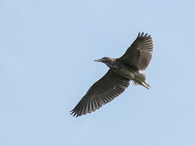 從鳥飛行方式、羽翼可以觀查是什麼鳥(圖為夜鷺) Photo/ miso super_Pixabay