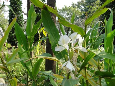 白色野薑花是許多人都熟悉的植物。
