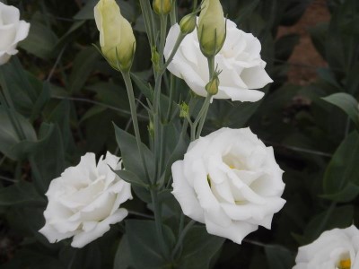 珍珠白有玫瑰的外型，相當受歡迎。