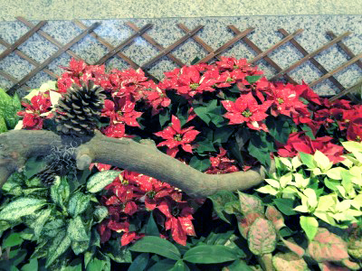 聖誕紅為園藝布置選用的植物之一！