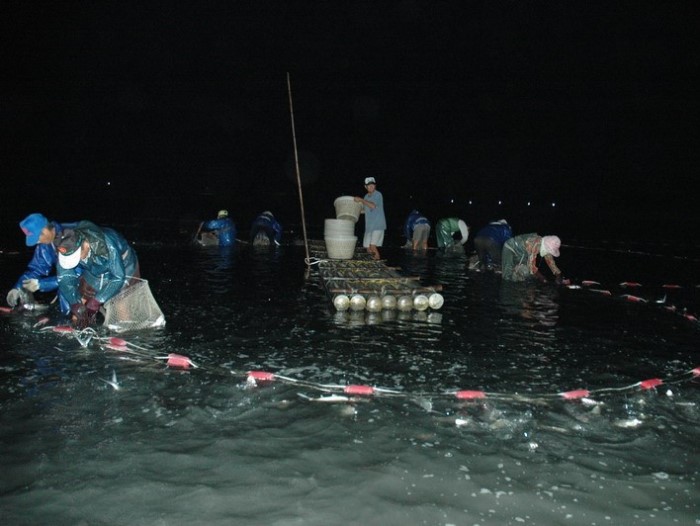 漁民把虱目魚包圍在網子內(photo / 魏智浩攝影 虱目魚主題館)
