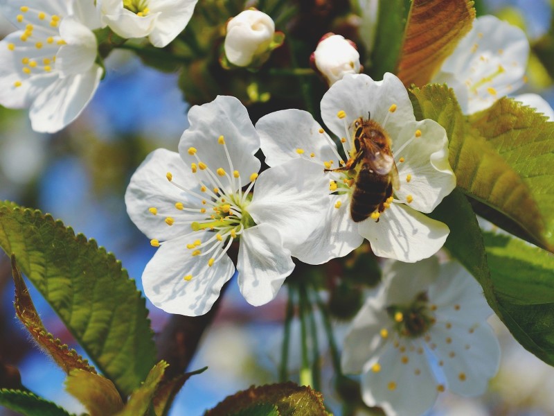 蜜蜂除了採集花蜜，也會採集花粉