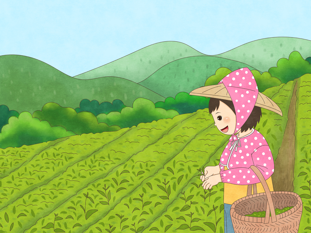 Mita體驗一日茶農。