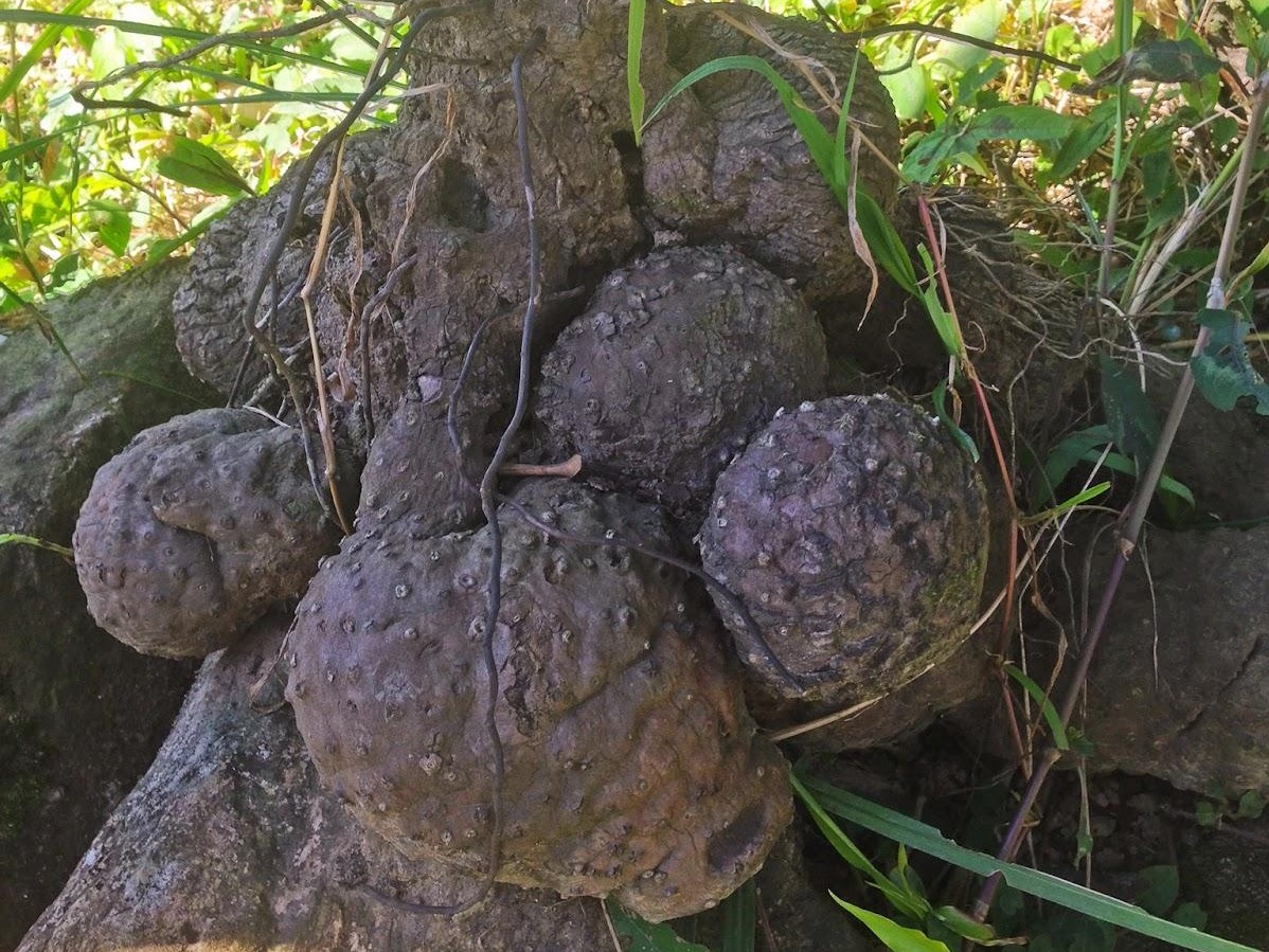 薯榔是漁民、原住民常用的染料植物。（photo / 國立臺灣歷史博物館 發佈於國家文化記憶庫）