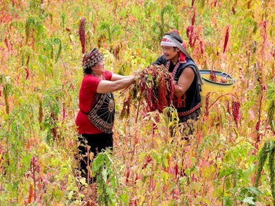 穿著原住民的傳統服飾，收割美好成熟的台灣藜