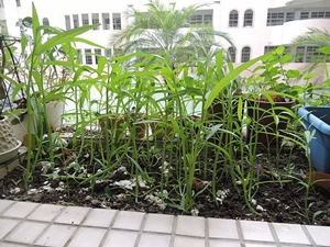 在陽台也可以種植作物